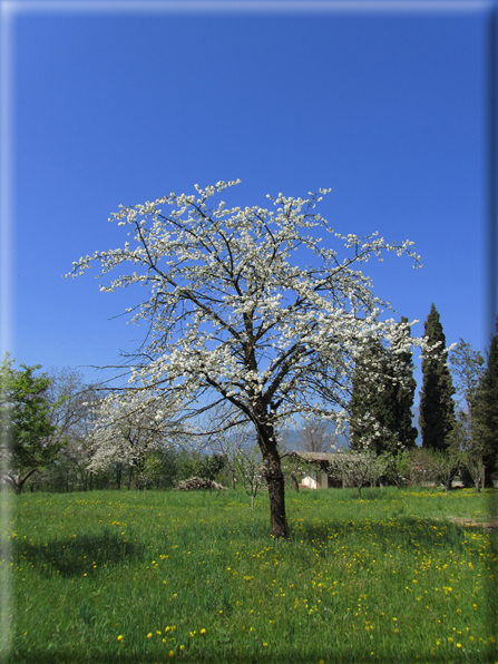 foto Paesaggi Collinari in Primavera